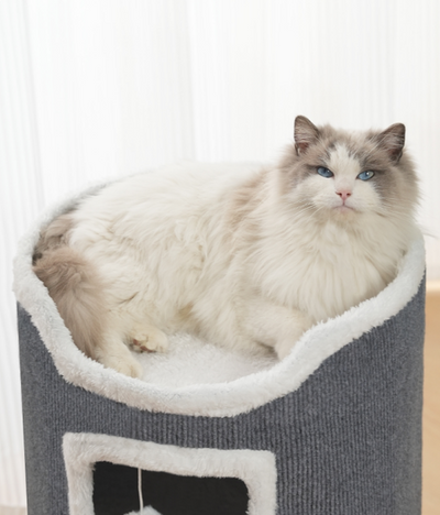 Multifunctional Cat Scratch Pad & Lounge Bed